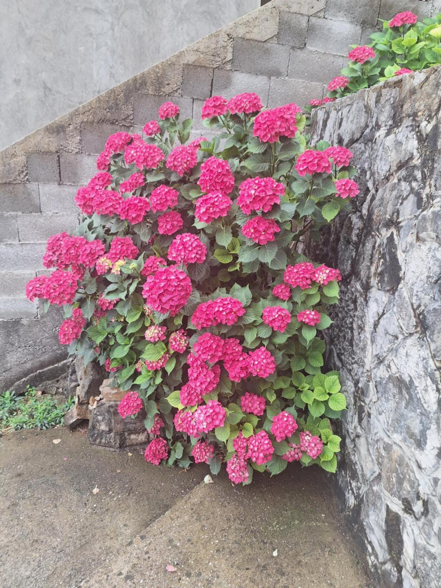 Apartmani Ruza Podgorica Exterior foto